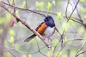 Red Eye Prints: Spotted towhee (Pipilo maculatus) - Beacon Hill Park - Victoria