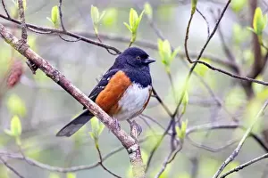 Red Eye Prints: Spotted towhee (Pipilo maculatus) - Beacon Hill Park - Victoria