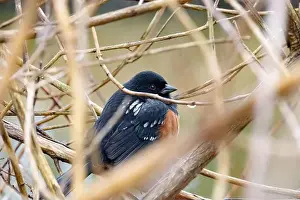 Tiny Bird Prints: Spotted towhee (Pipilo maculatus) in a shrub during the wintertime in British Columbia
