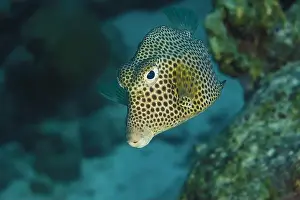 Hexagonal Prints: A spotted trunkfish or Lactophrys bicaudalis effortlessly swims near a coral reef in the clear waters of Bonaire