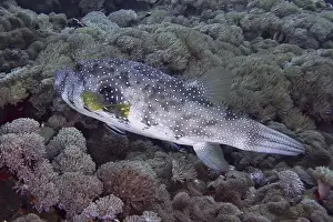 Percomorphaceae Prints: A spotted white-spotted pufferfish (Arothron hispidus) moves through a coral reef with dense vegetation