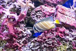Labridae Prints: spotted wrasse fish in the tank