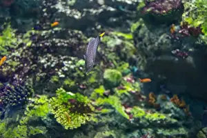 Labridae Prints: spotted wrasse fish in the tank