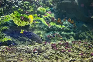 Labridae Prints: spotted wrasse fish in the tank