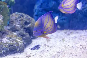 Labridae Prints: spotted wrasse fish in the tank