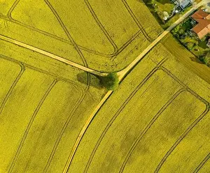 Spreaded roads through a rapeseed field highly droneshot from above with a single tree in the centre