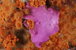 Spongia Prints: Spreading stone leaf (Mesophyllum expansum) surrounded by bright orange Yellow cluster anemone (Parazoanthus axinellae)