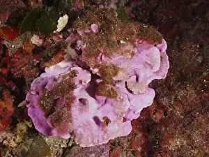 South France Prints: Spreading stone leaf (Mesophyllum expansum) with algae growth in the Mediterranean Sea near Hyeres