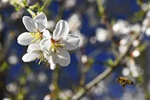 Pistil Prints: Spring background. Beautifully blossoming tree with a bee. Flower in nature
