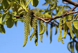 Walnuts Prints: Spring flowering on a branch of a walnut tree