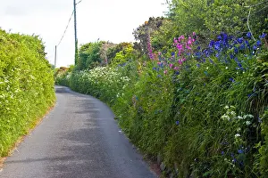 Hedgerow Prints: Spring flowers in a country lane in Cornwall, Great Britain UK 2008