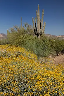 Saguaro Prints: Spring flowers Saguaro cactus Lost Dutchman State Park Apache Junction Arizona USA America North America travel nature