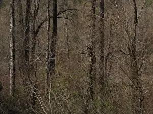 Temperate Prints: Spring Forest - Vedder River, Chilliwack, BC, Canada