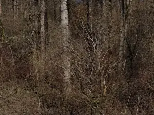 Temperate Prints: Spring Forest - Vedder River, Chilliwack, BC, Canada
