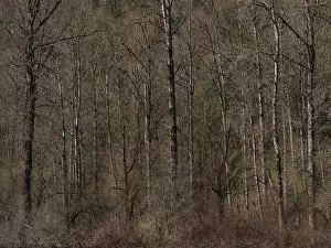 Temperate Prints: Spring Forest - Vedder River, Chilliwack, BC, Canada