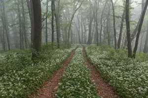Spring landscape of the forest full of blooming wild garlic in Transylvania