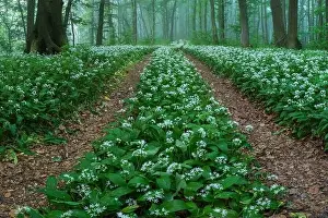 Bukovina Prints: Spring landscape of the forest full of blooming wild garlic in Transylvania