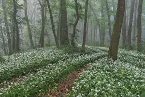 Spring landscape of the forest full of blooming wild garlic in Transylvania