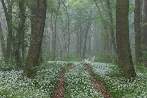 Bukovina Prints: Spring landscape of the forest full of blooming wild garlic in Transylvania