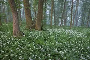 Spring landscape of the forest full of blooming wild garlic in Transylvania
