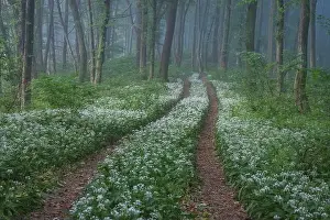 Bukovina Prints: Spring landscape of the forest full of blooming wild garlic in Transylvania