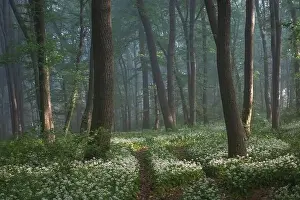 Spring landscape of the forest full of blooming wild garlic in Transylvania