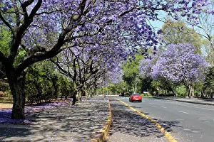 Mexico City Prints: Spring in Mexico City, jacaranda trees in bloom