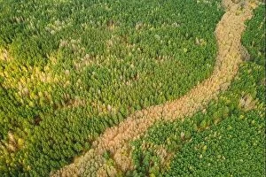 Aerial Landscape Collection: Spring Season. Aerial View Of Deciduous Trees Without Foliage Leaves And Green Pine Forest In