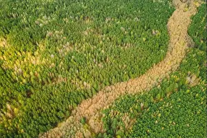 Wonderland Prints: Spring Season. Aerial View Of Deciduous Trees Without Foliage Leaves And Green Pine Forest In Landscape In Early Spring