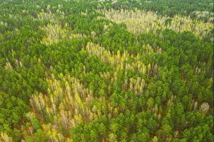 Spring Season. Aerial View Of Deciduous Trees Without Foliage Leaves And Green Pine Forest In Landscape In Early Spring. Top View From Attitude