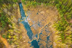 Spring Season. Aerial View. Young Birches Grow Among Small Marsh Bog Swamp River. Deciduous Trees With Young Foliage Leaves In Landscape In Early