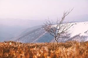 Images Dated 8th April 2019: Spring snowy hills with naked tree and red blueberry bushs in Carpathian mountains
