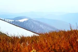 Spring snowy hills with red blueberry bushs in Carpathian mountains. Landscape photography