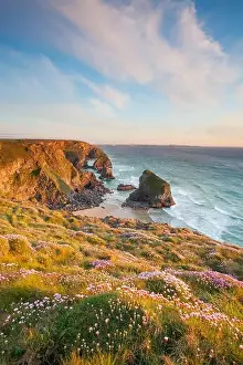 Wild Flowers Prints: During spring wild flowers, such as Sea Thrift carpet the cliffs at Bedruthan Steps (Carnewas)