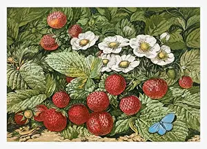 Springtime strawberries. Seasonal illustration of The illustrated London Almanack (1845 to 1895)