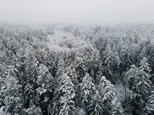 Spruce forest top down birds eye view. Winter landscape from above. Drone shot of snow covered tree