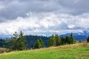Gloomy Prints: spruce forests on rolling hills