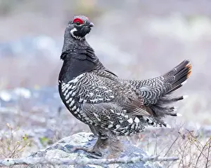 Arboreal Prints: A Spruce Grouse in a breeding display, northern Saskatchewan