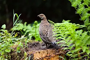Grouse Prints: Spruce Grouse (Falcipennis canadensis franklinii)