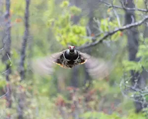 Arboreal Prints: A Spruce Grouse in flight, northern Saskatchewan