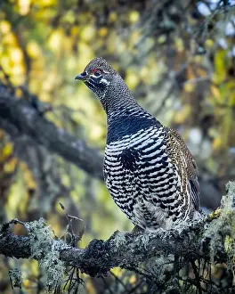 Arboreal Prints: A Spruce Grouse, also known as Canada Grouse
