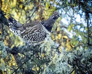 Arboreal Prints: A Spruce Grouse, also known as Canada Grouse