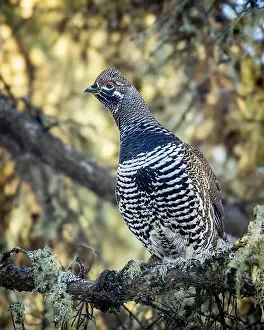 Arboreal Prints: A Spruce Grouse, also known as Canada Grouse