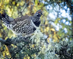 Arboreal Prints: A Spruce Grouse, also known as Canada Grouse