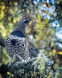 Arboreal Prints: A Spruce Grouse, also known as Canada Grouse