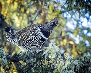 Arboreal Prints: A Spruce Grouse, also known as Canada Grouse