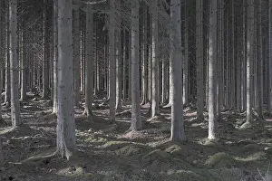 Miles Prints: Spruce trees, Kielder Forest, Northumberland, England, UK