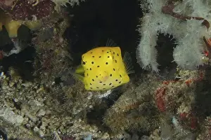 Underwater Worlds Prints: Square yellow fish, yellow boxfish (Ostracion cubicus) juvenile