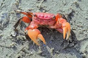 Crabs Prints: Squareback marsh crab (Armases cinereum) at the ocean beach, Galveston, Texas, USA