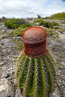 Puerto Prints: Squat melon cactus showing a fleshy globose stem and spiny longitudinal ridges and bearing a prickly